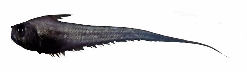 Sphagemacrurus hirundo_5556